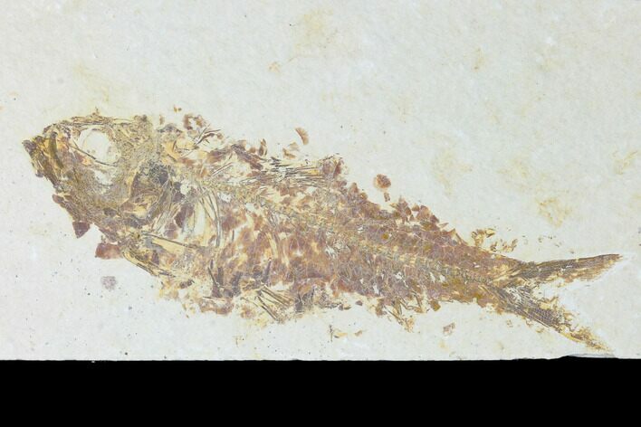 Bargain, Fossil Fish (Knightia) - Wyoming #150406